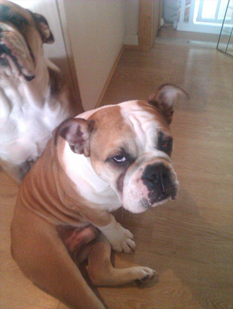 Engelsk bulldog Amigo billede 2