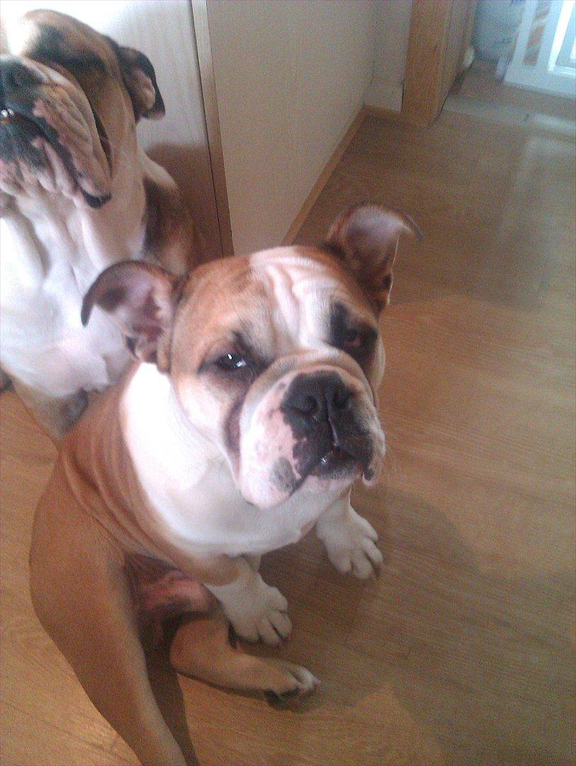 Engelsk bulldog Amigo billede 3