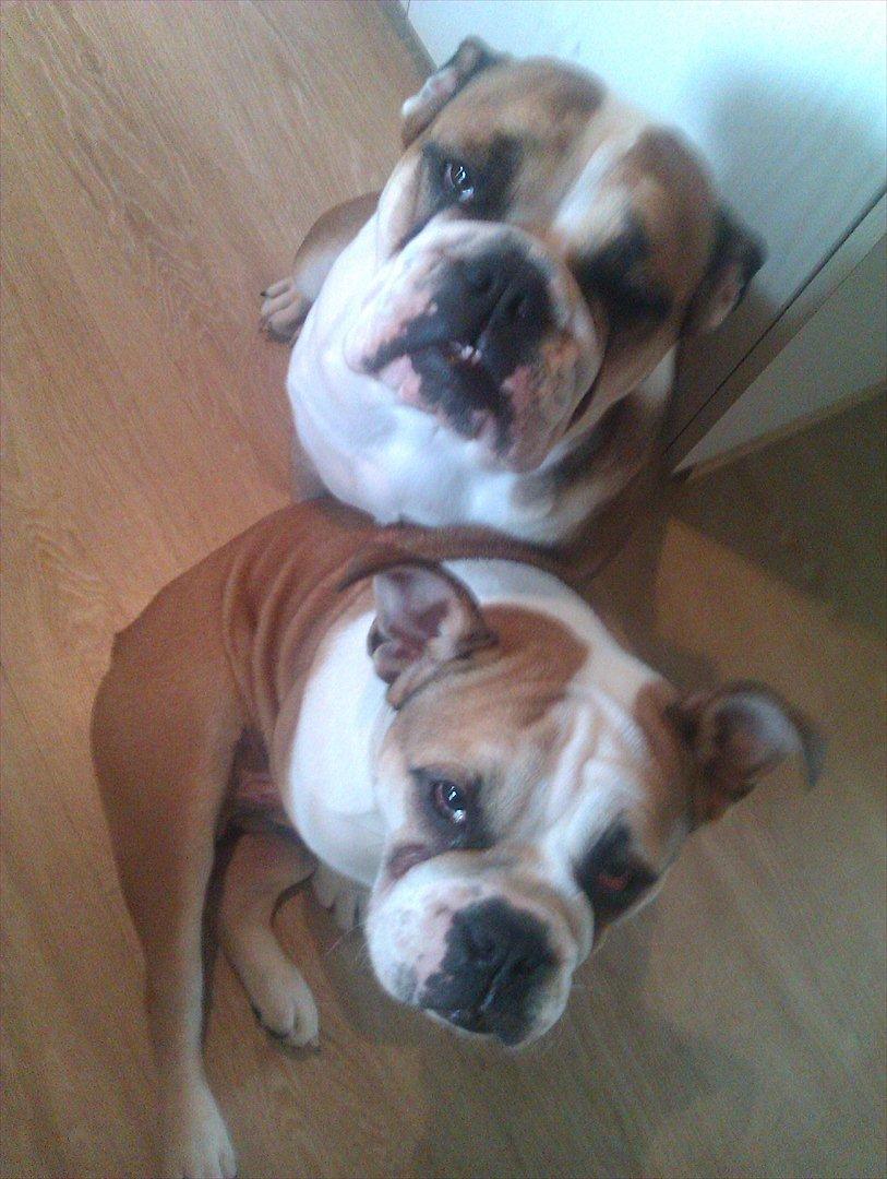 Engelsk bulldog Amigo billede 4