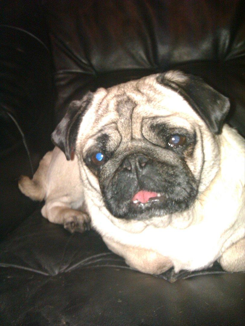 Mops Bodil billede 1