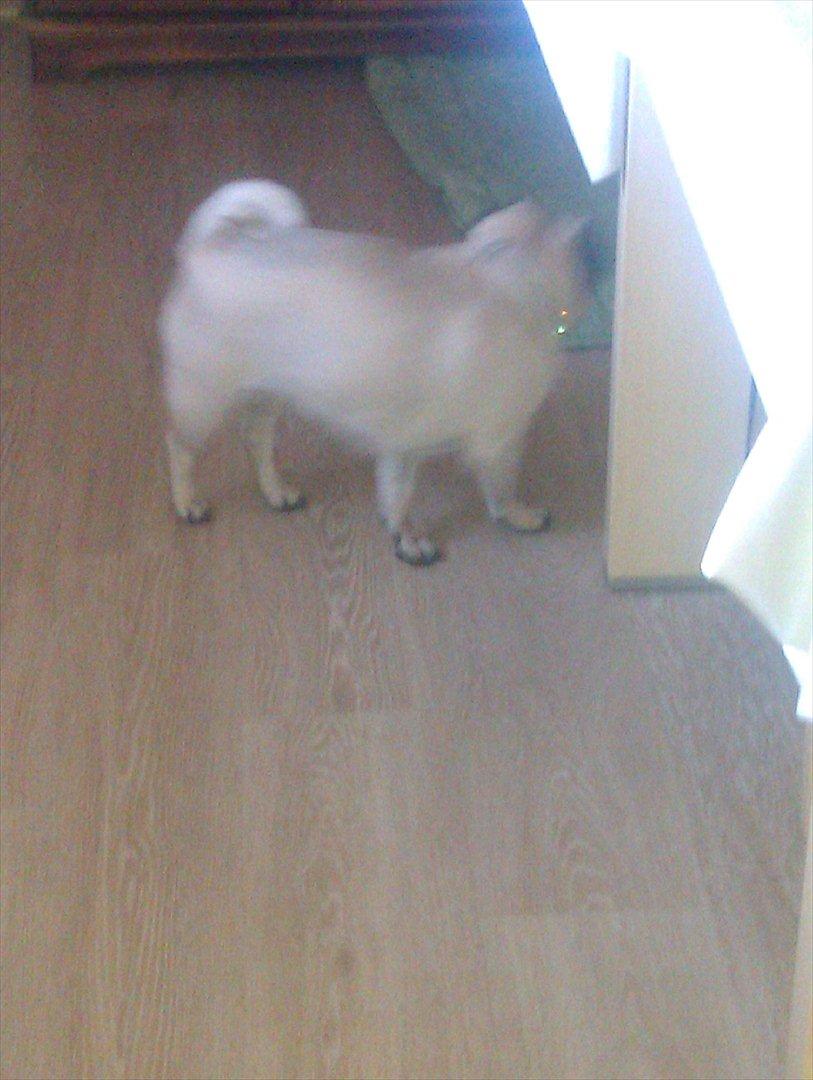 Mops Bodil billede 2