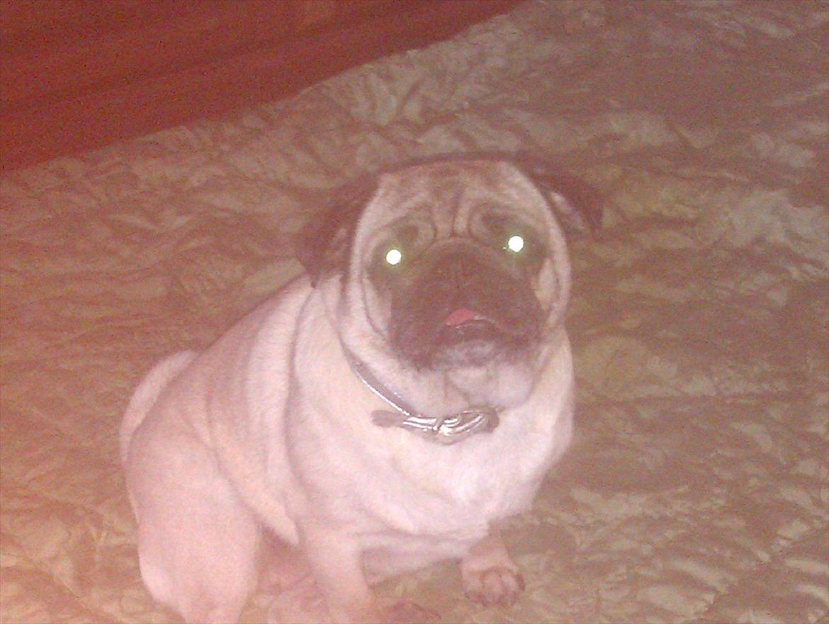 Mops Bodil billede 3