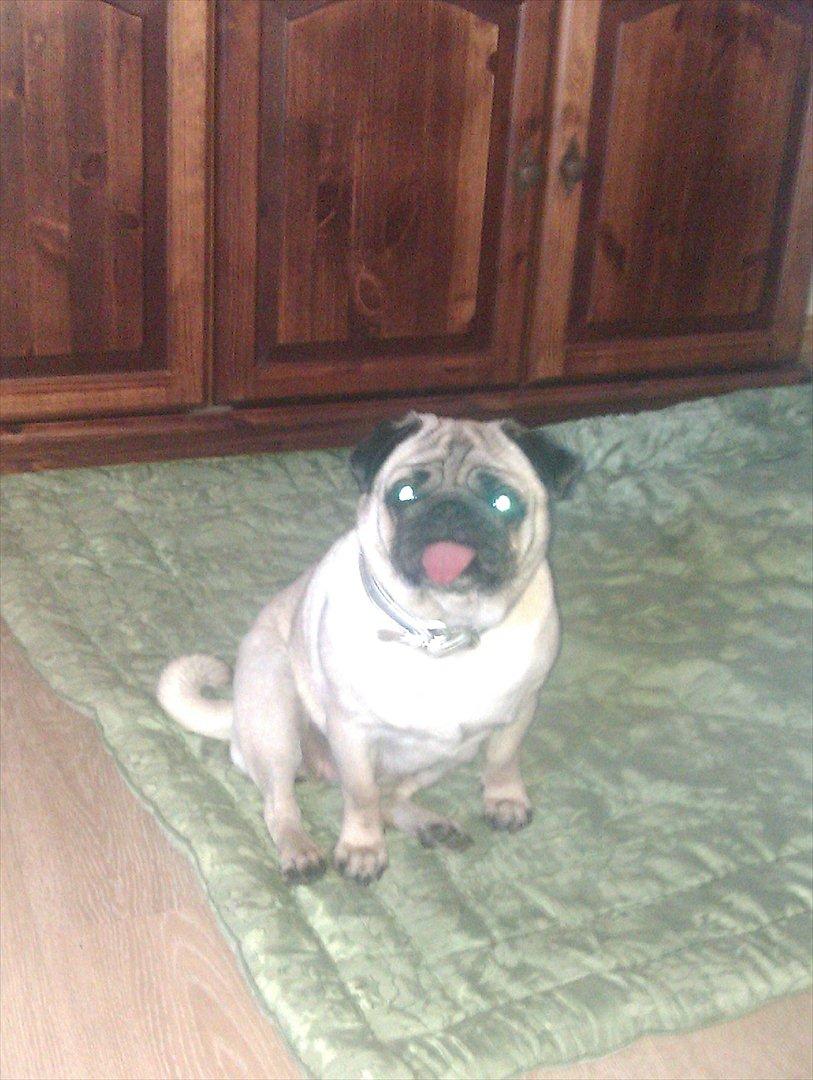 Mops Bodil billede 4