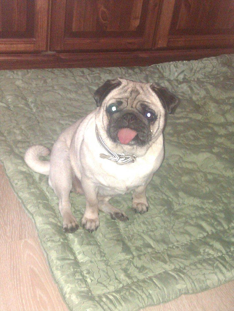 Mops Bodil billede 5