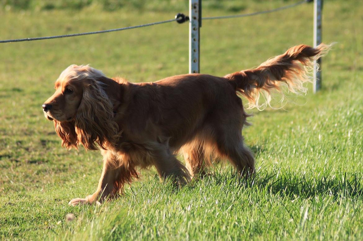 Cocker spaniel Cindy - Cindy i rette element :) foto ; Mig billede 8