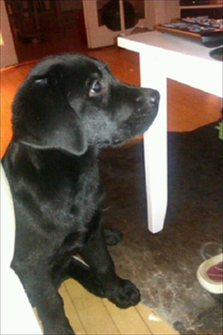 Labrador retriever Raki Von Præstgaard billede 1