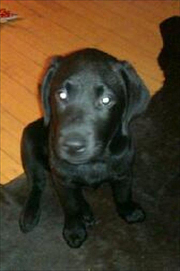 Labrador retriever Raki Von Præstgaard billede 2