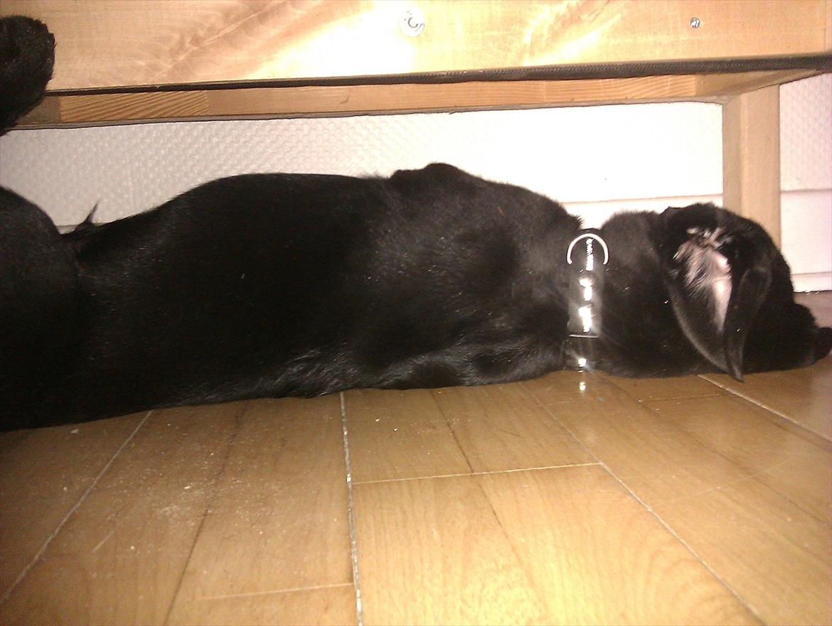 Labrador retriever Raki Von Præstgaard billede 3