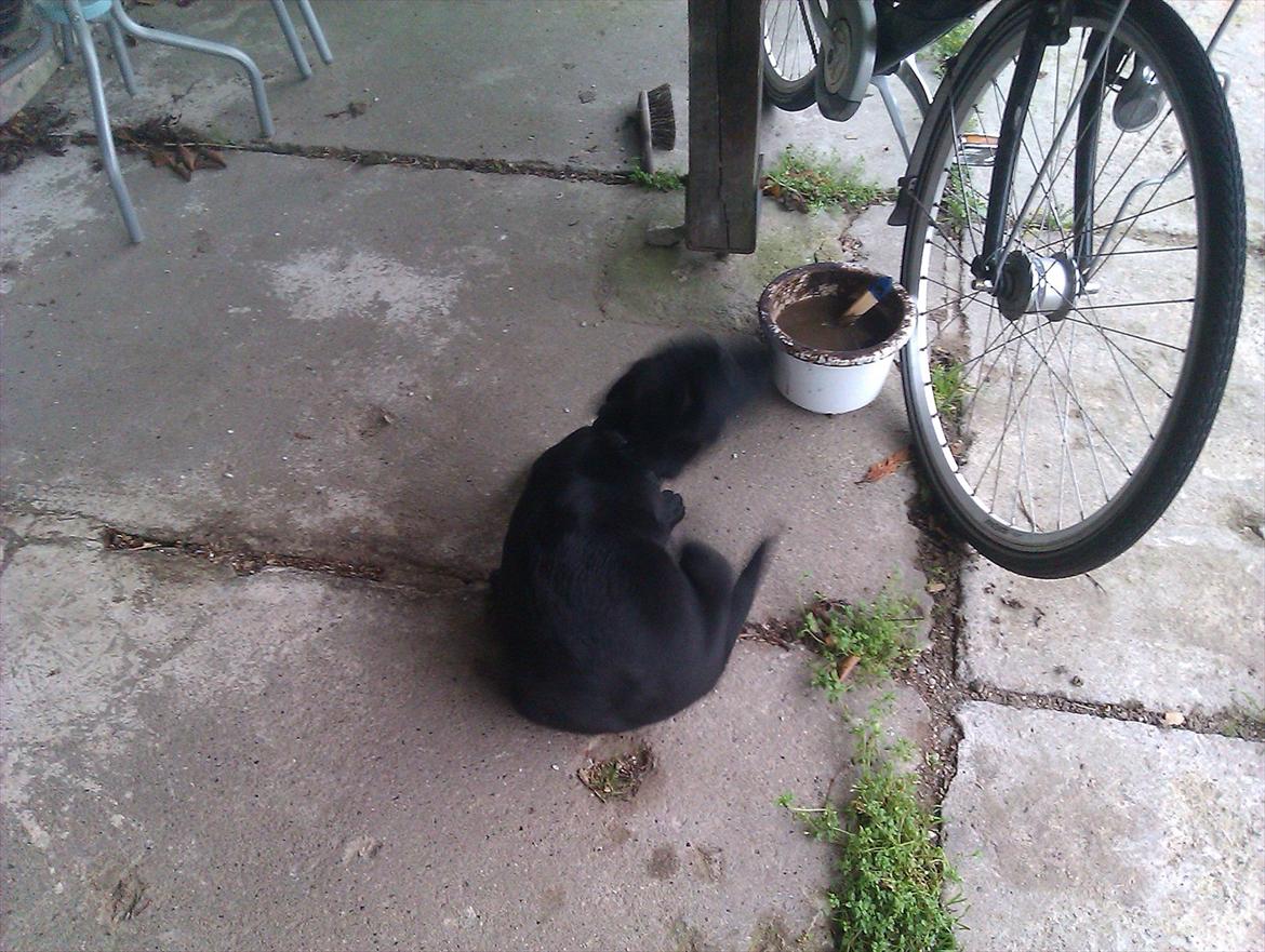 Labrador retriever Raki Von Præstgaard billede 5