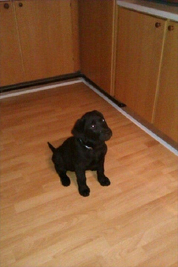 Labrador retriever Raki Von Præstgaard billede 6