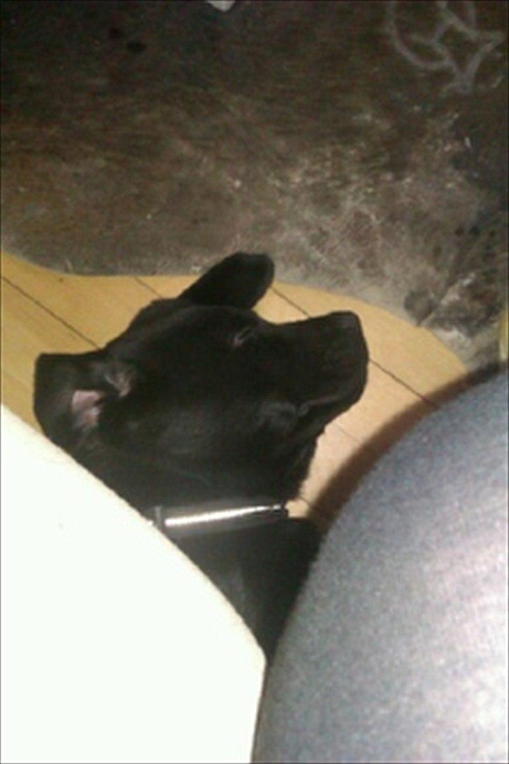 Labrador retriever Raki Von Præstgaard billede 7