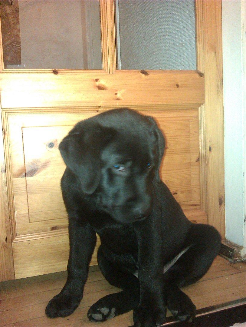 Labrador retriever Raki Von Præstgaard billede 10