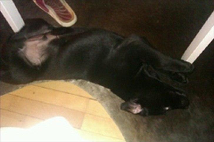 Labrador retriever Raki Von Præstgaard billede 11