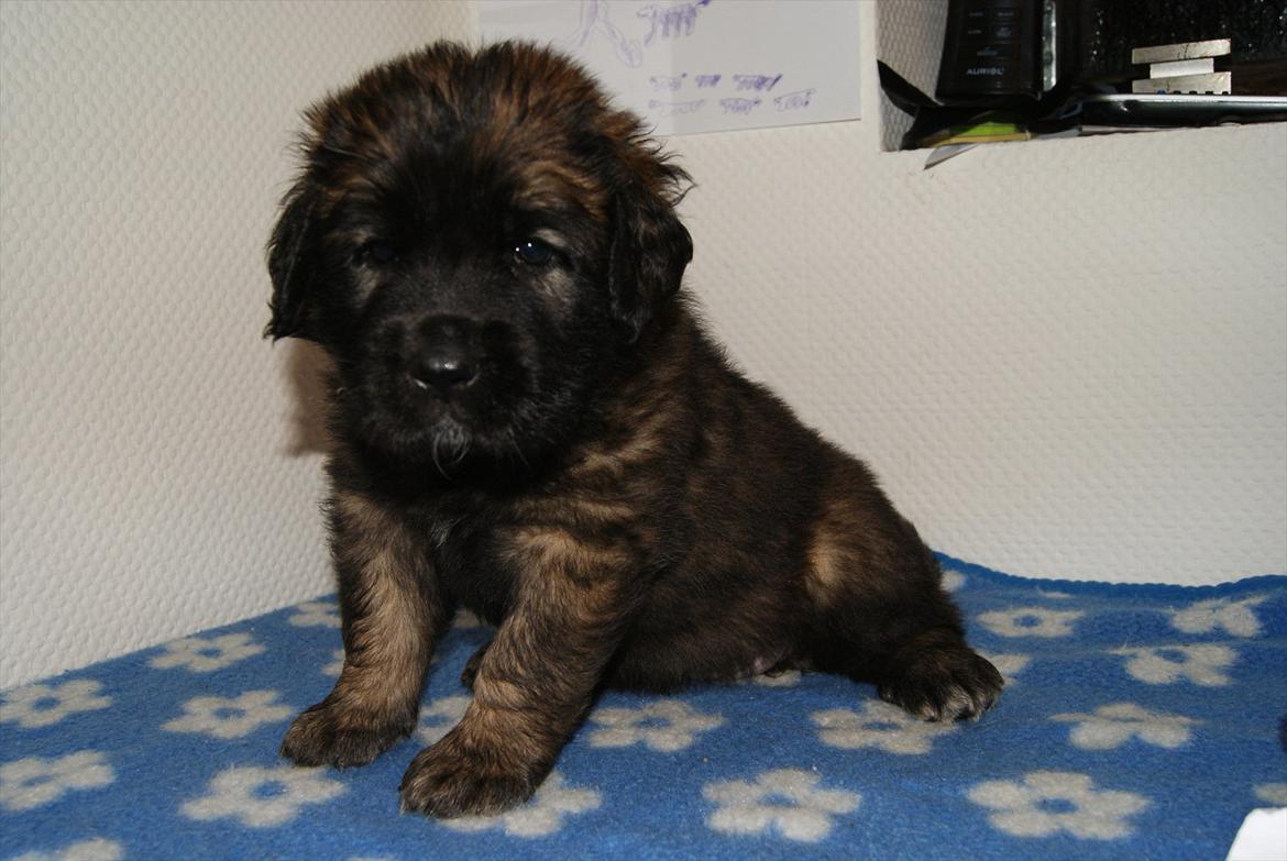 Leonberger Lions Of Dogs Nova Eazy Gro - Nova 4½ uge gammel billede 1