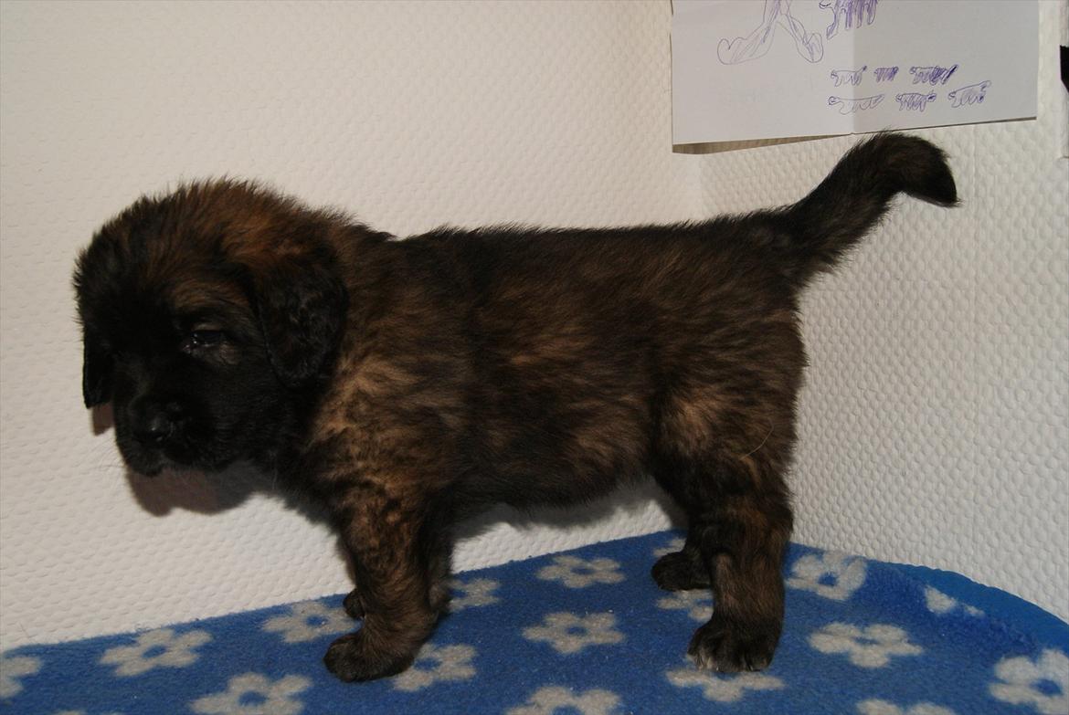 Leonberger Lions Of Dogs Nova Eazy Gro billede 2