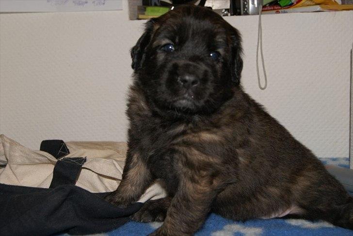 Leonberger Lions Of Dogs Nova Eazy Gro - Lille majstætisk løve billede 3