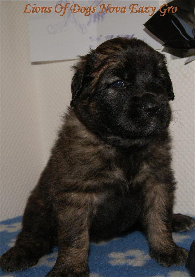 Leonberger Lions Of Dogs Nova Eazy Gro - 4 uger gammel billede 4
