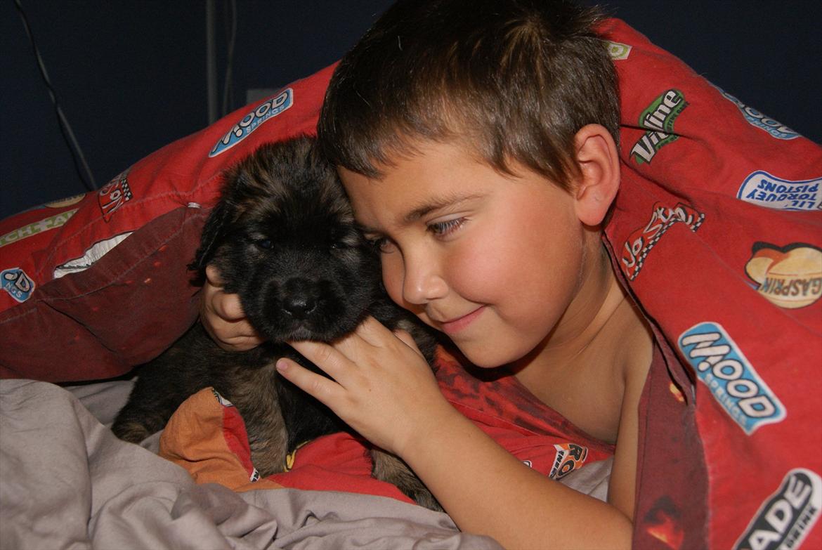 Leonberger Lions Of Dogs Nova Eazy Gro - Morgen hygge billede 5