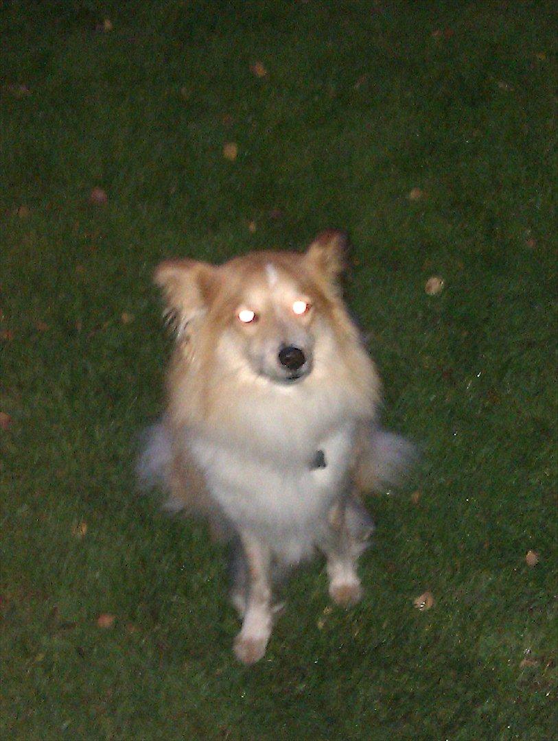 Blanding af racer daiasy billede 14