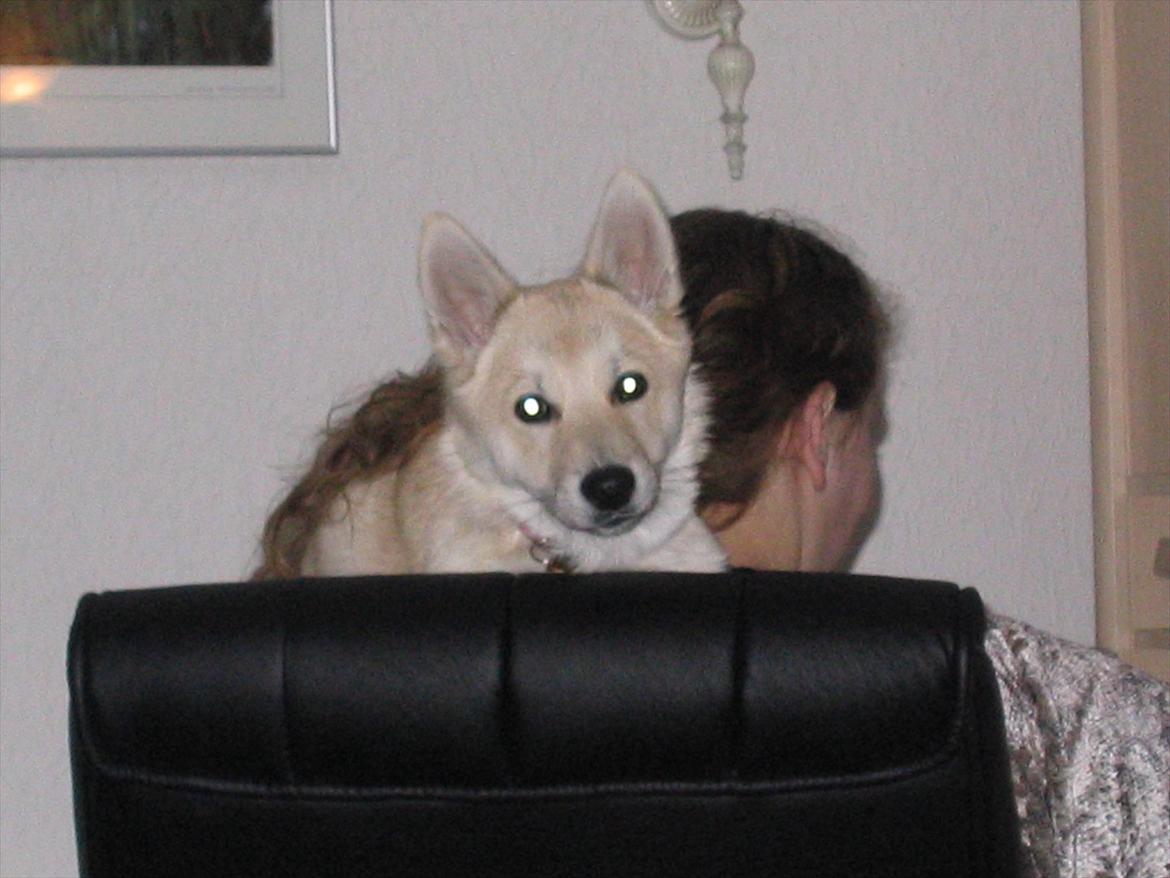 Norsk buhund Akita *Himmel hund* - der er ikke noget bedre en at putte. billede 12