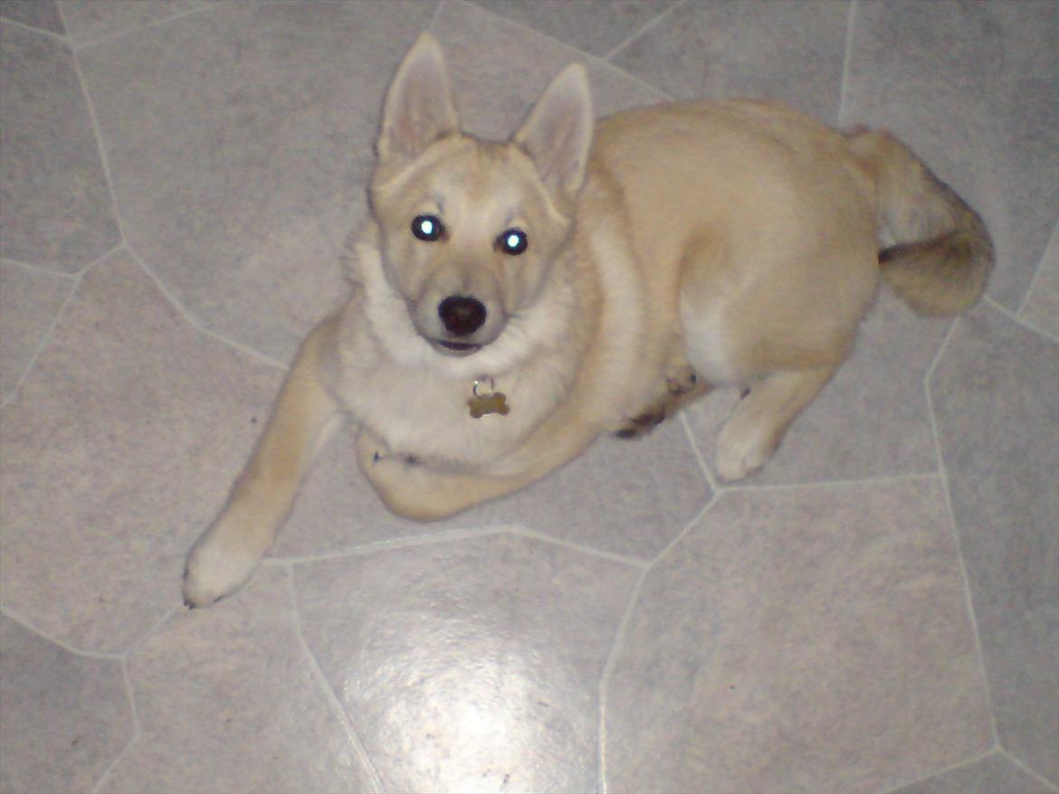 Norsk buhund Akita *Himmel hund* - Hej velkommen til min profil. Jeg håber at i vil kigge forbi min søsters side også. billede 1