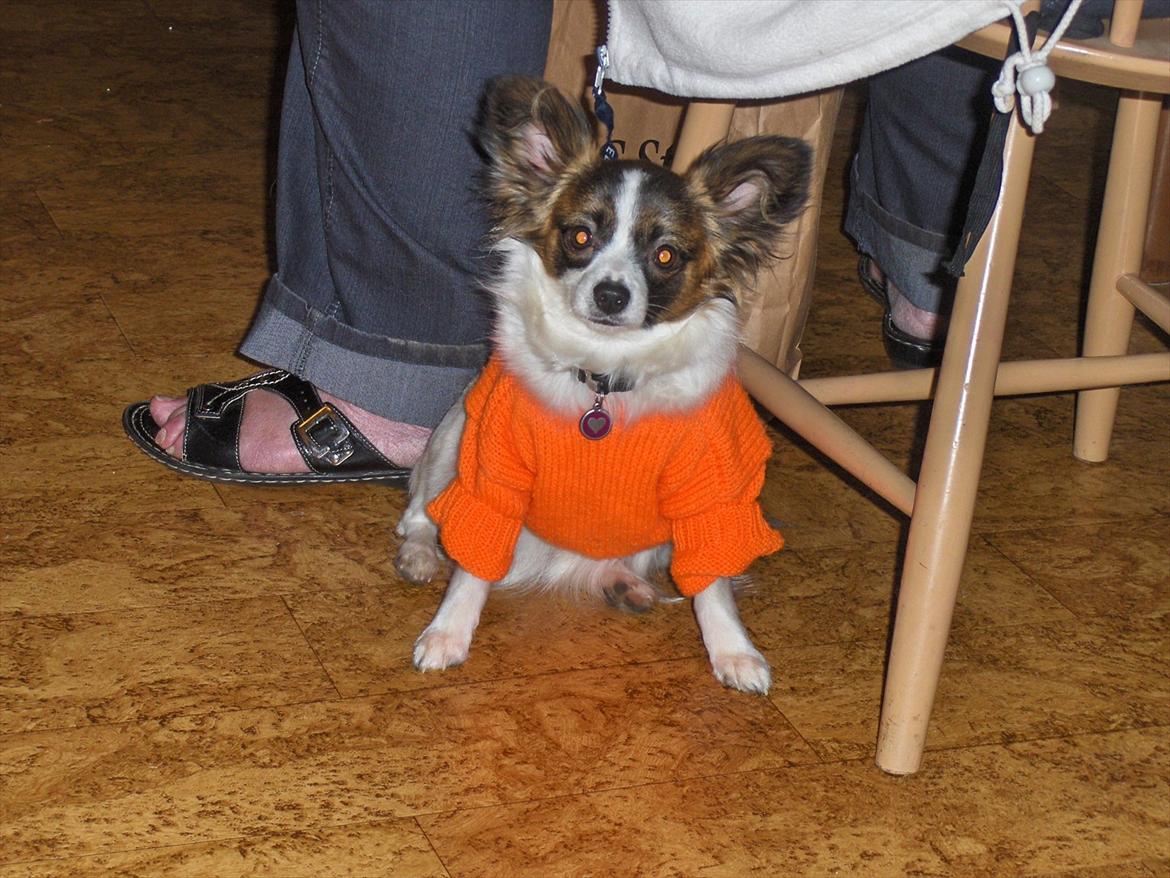 Papillon Candy *R.I.P.* billede 16