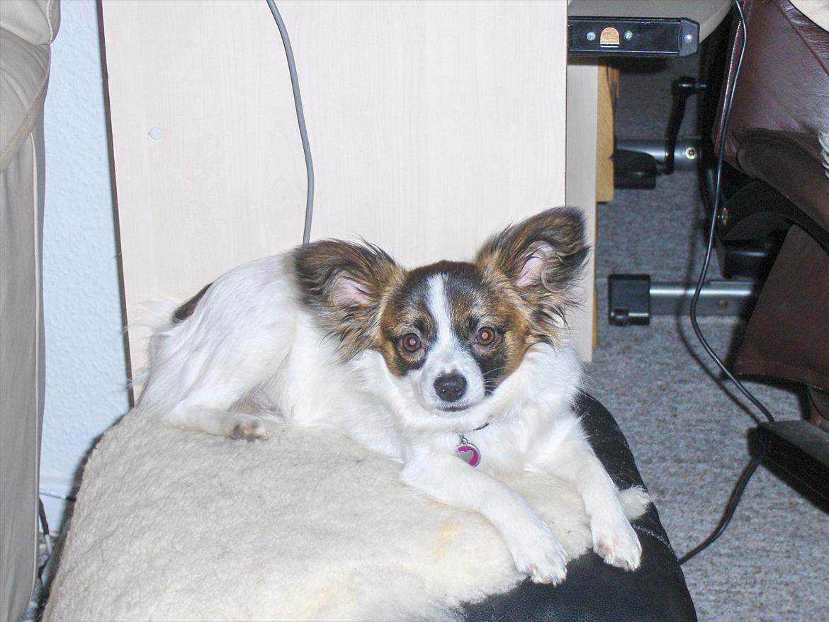 Papillon Candy *R.I.P.* billede 17