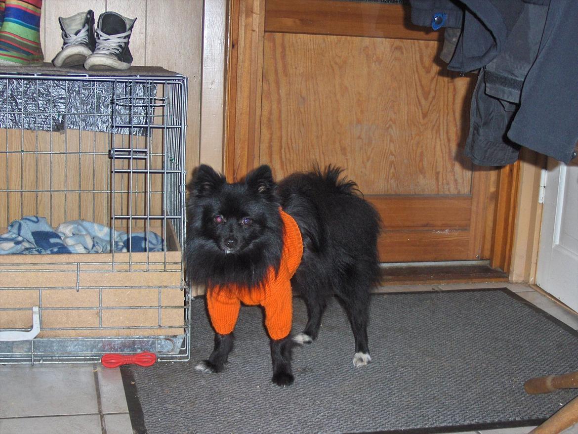 Blanding af racer Lucky  billede 13