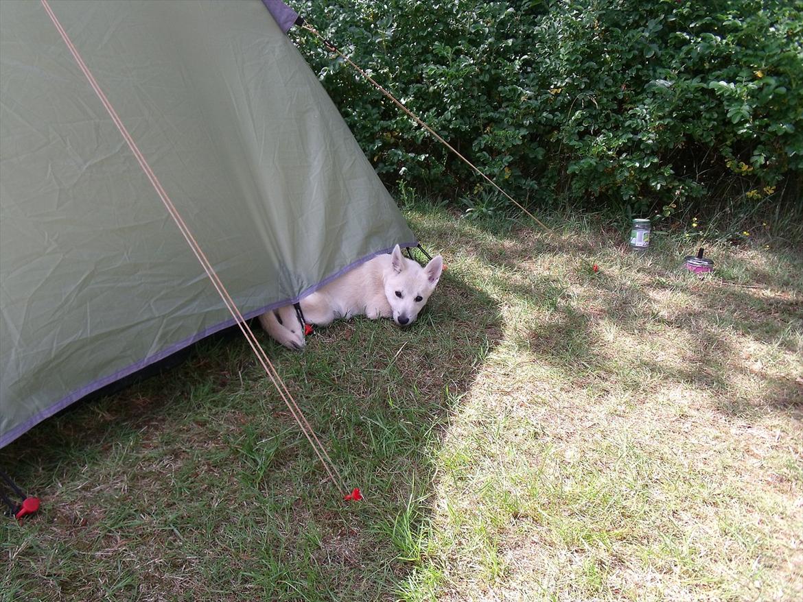 Norsk buhund Miss Bailey *Himmelhund* - Det er varmt at være på camping, så jeg putter lige under børneteltet billede 12