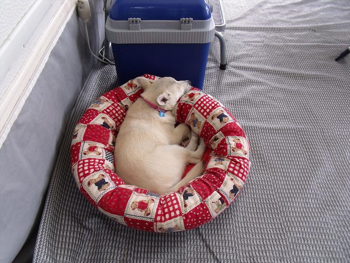 Norsk buhund Miss Bailey *Himmelhund* - Det er hårdt at være camping hund. billede 13