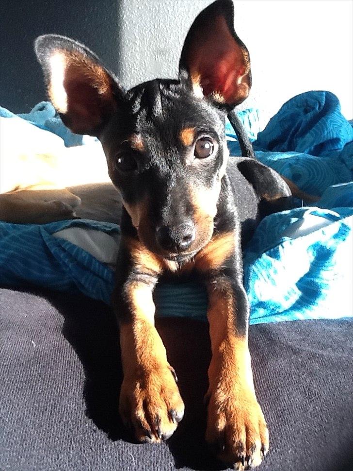 Blanding af racer Cisco billede 7