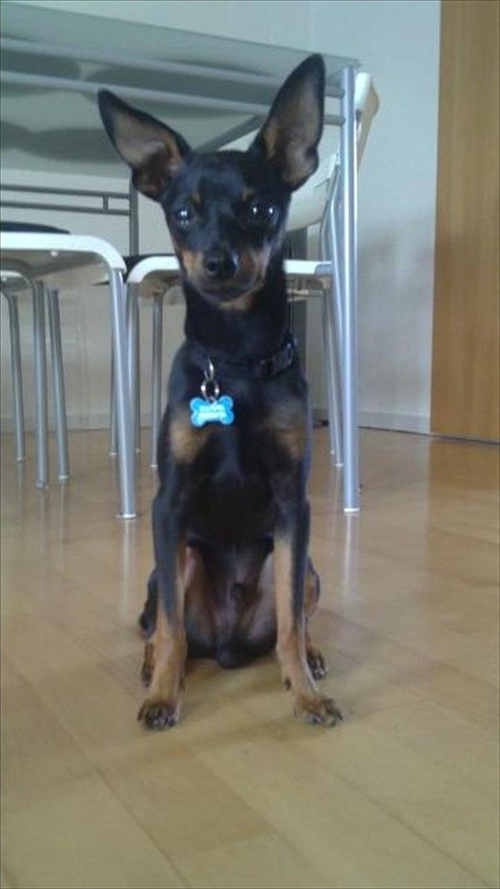 Dvaergpinscher Rico  billede 19