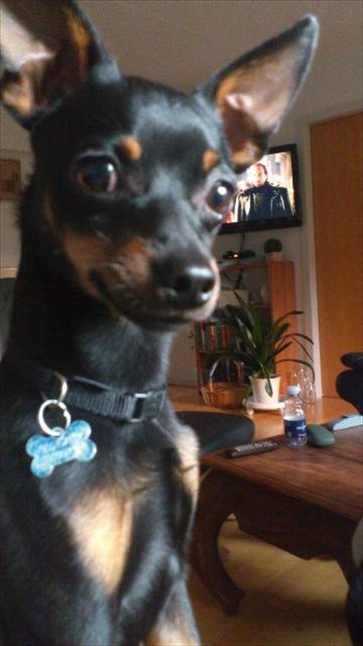 Dvaergpinscher Rico  - Smukke Rico 9 måneder :)  billede 20