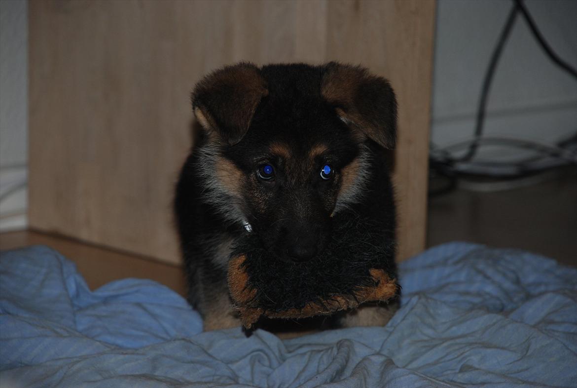 Blanding af racer Fifi - Solgt billede 1