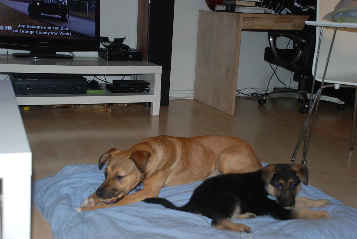 Blanding af racer Fifi - Solgt billede 2