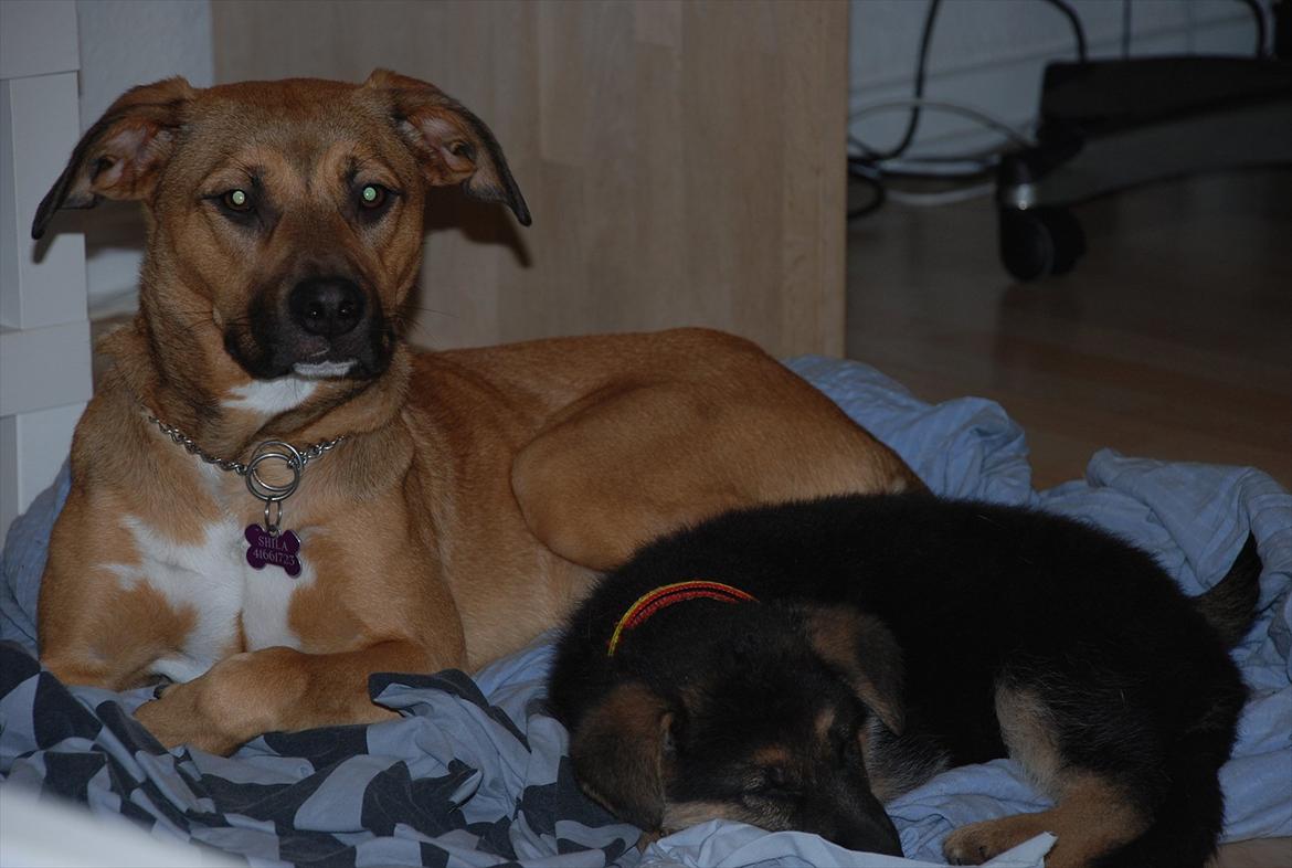 Blanding af racer Fifi - Solgt billede 3