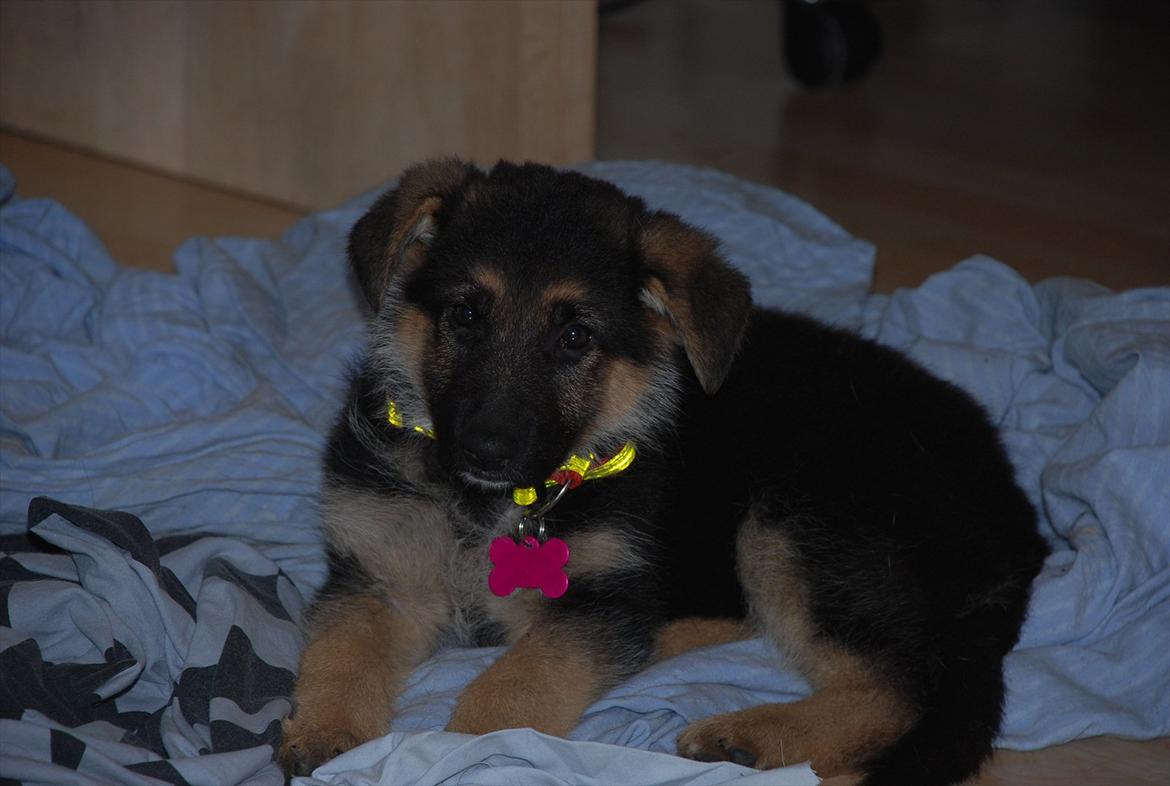 Blanding af racer Fifi - Solgt billede 4