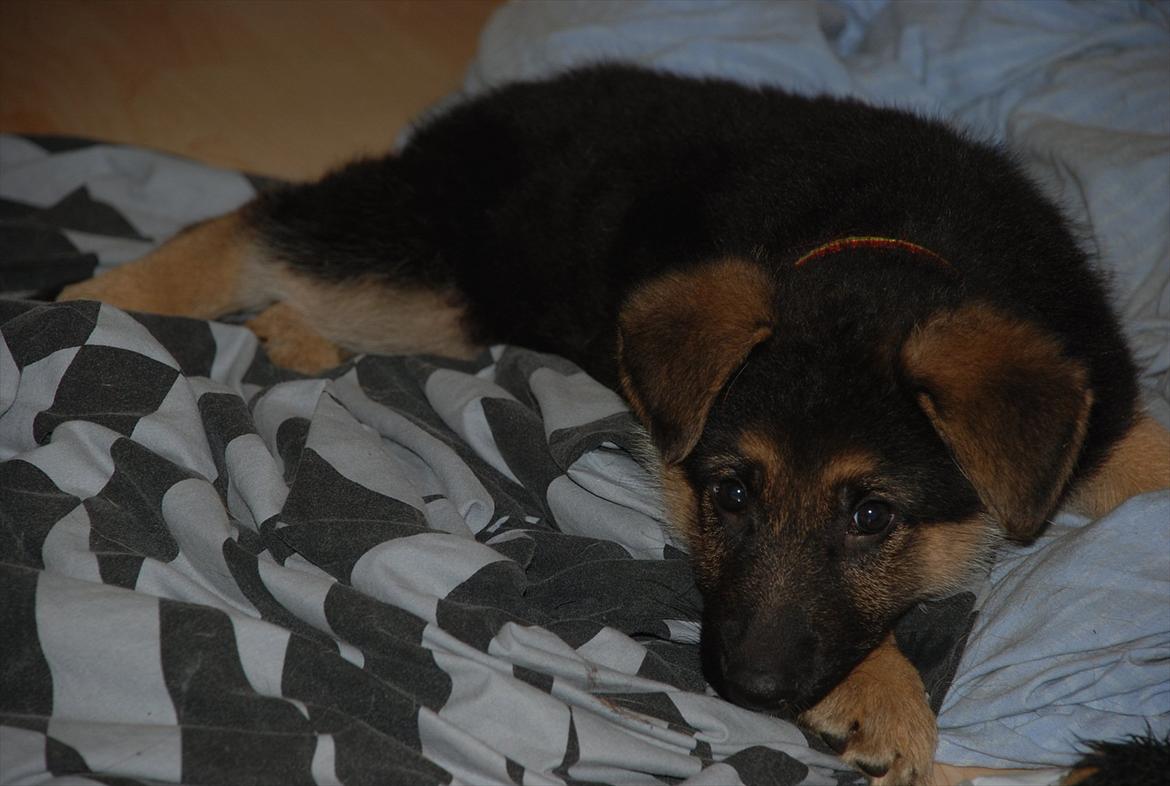 Blanding af racer Fifi - Solgt billede 5