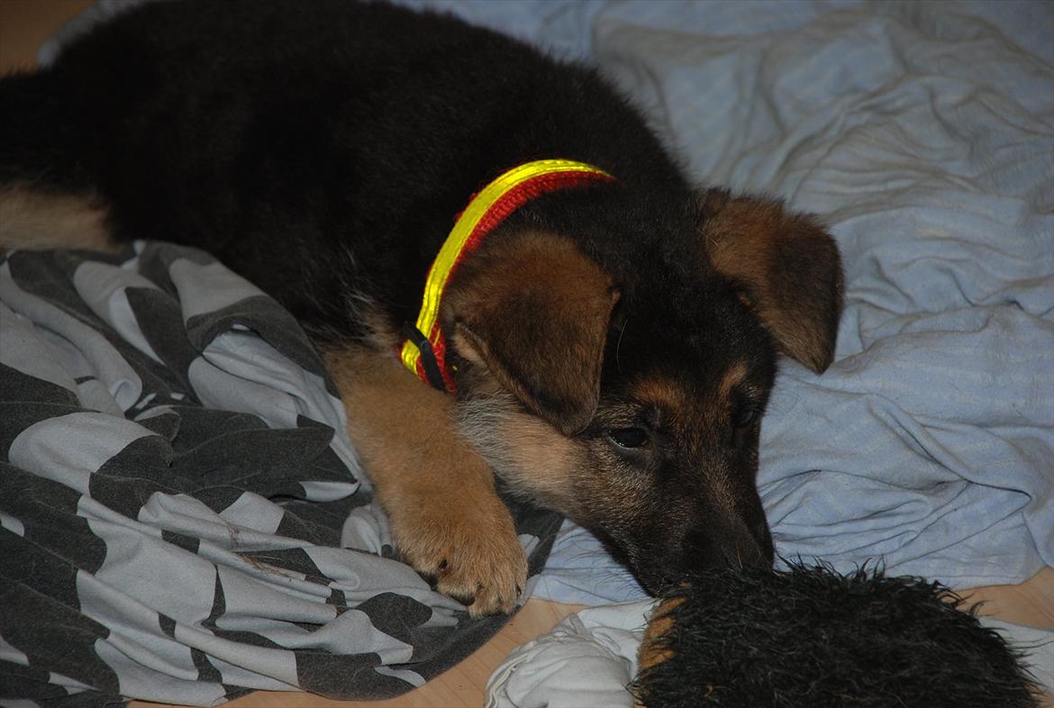 Blanding af racer Fifi - Solgt billede 6