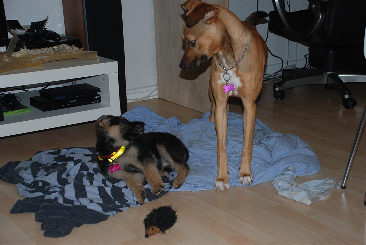 Blanding af racer Fifi - Solgt billede 7