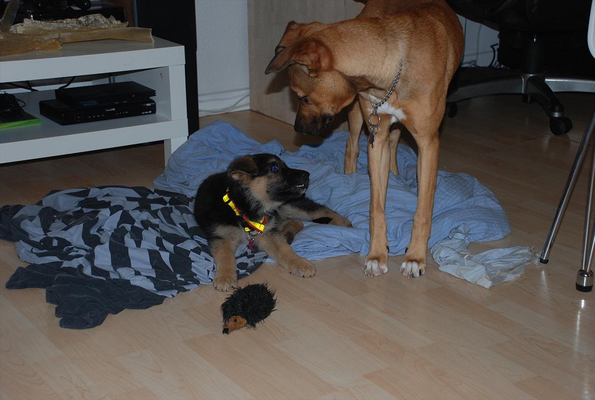 Blanding af racer Fifi - Solgt billede 8