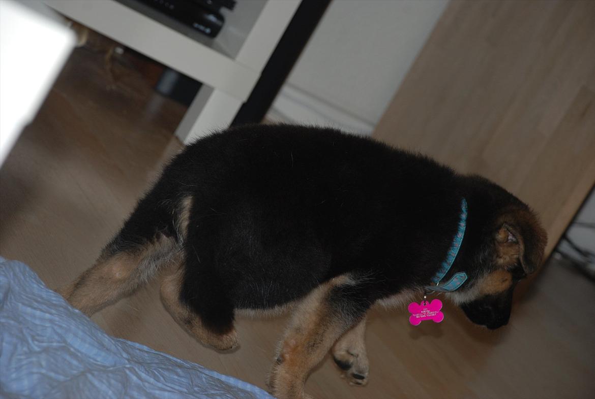 Blanding af racer Fifi - Solgt billede 9