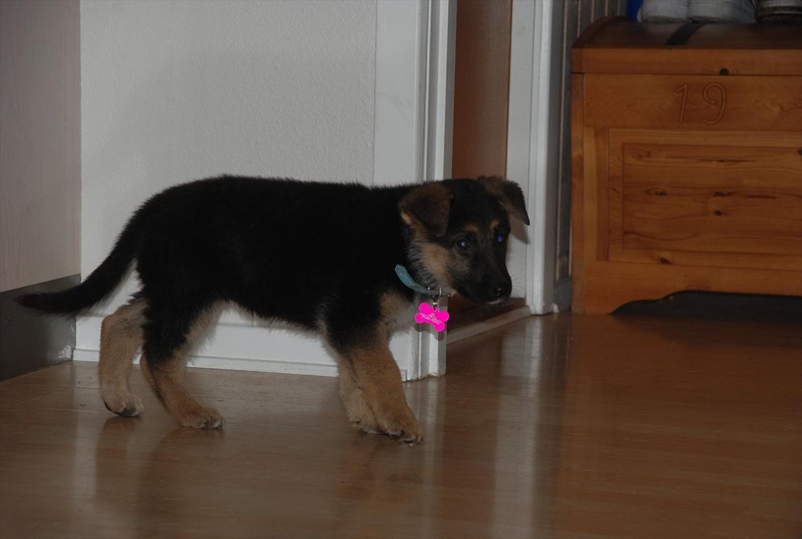 Blanding af racer Fifi - Solgt billede 10