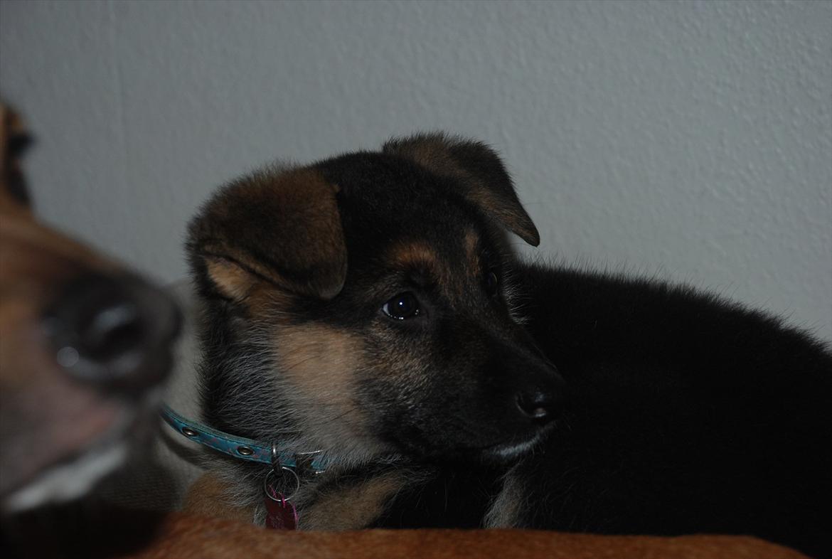 Blanding af racer Fifi - Solgt billede 11