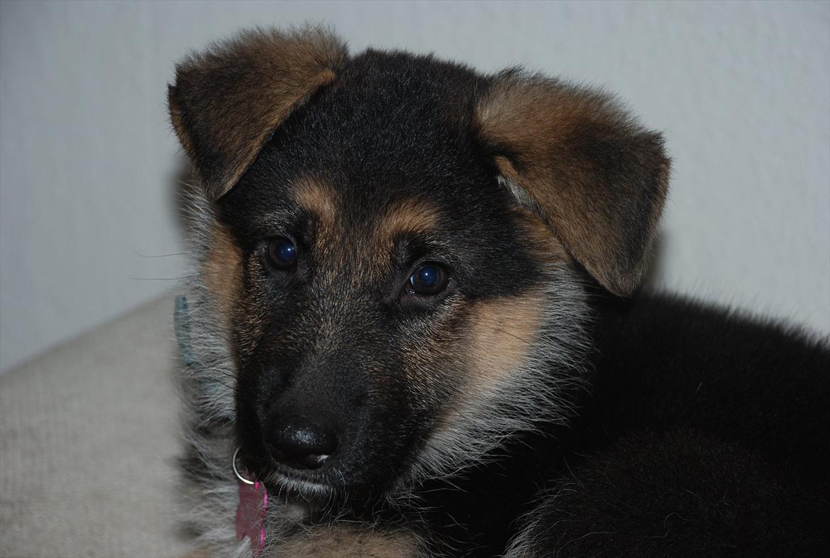 Blanding af racer Fifi - Solgt billede 12