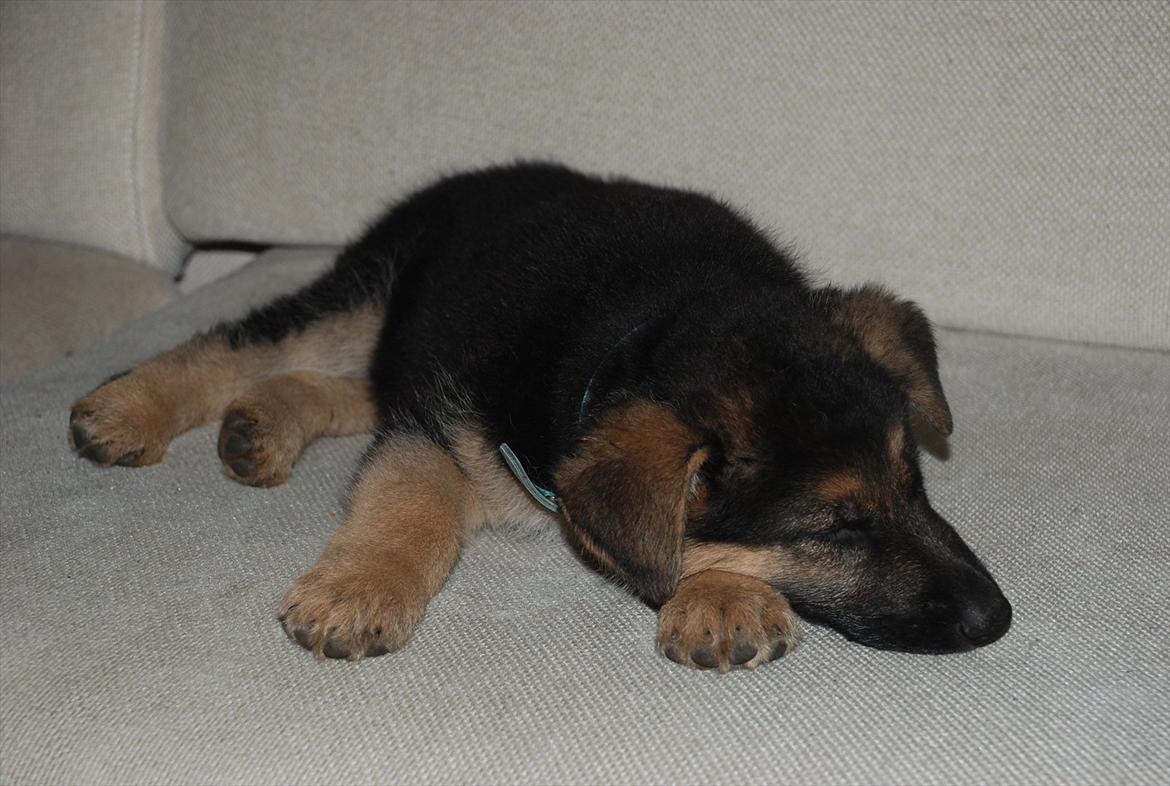 Blanding af racer Fifi - Solgt billede 13