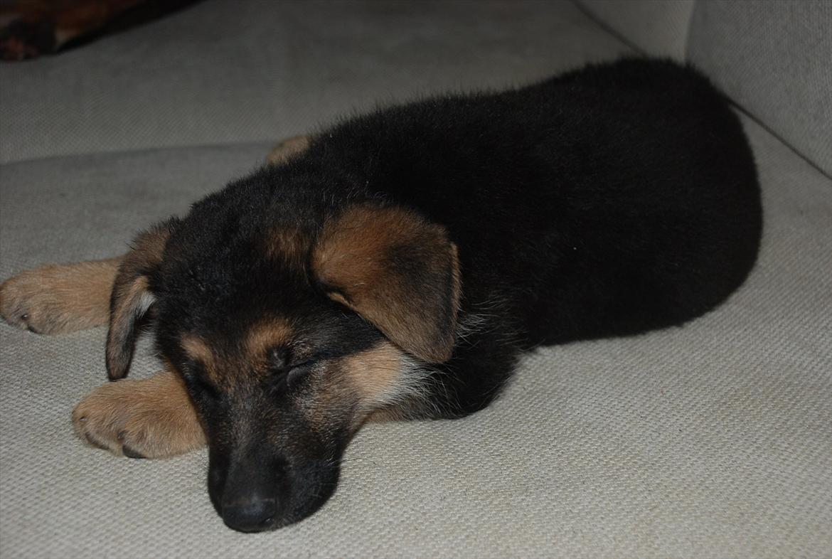 Blanding af racer Fifi - Solgt billede 14