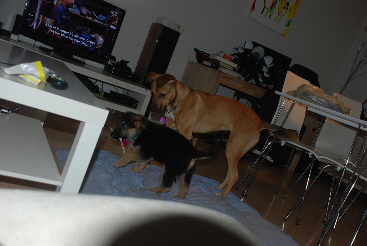 Blanding af racer Fifi - Solgt billede 15