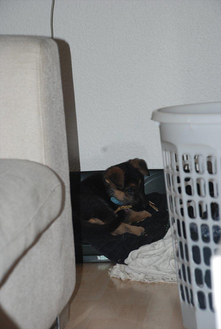 Blanding af racer Fifi - Solgt billede 16