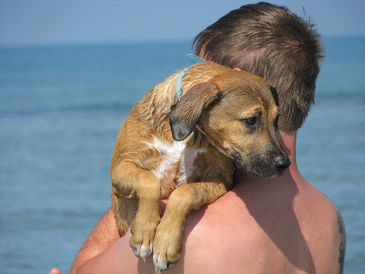 Blanding af racer Shila  billede 1